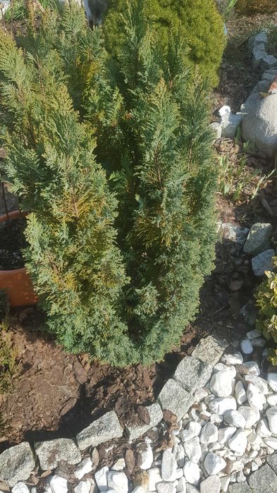 Tuja wysokść ok. 80 cm