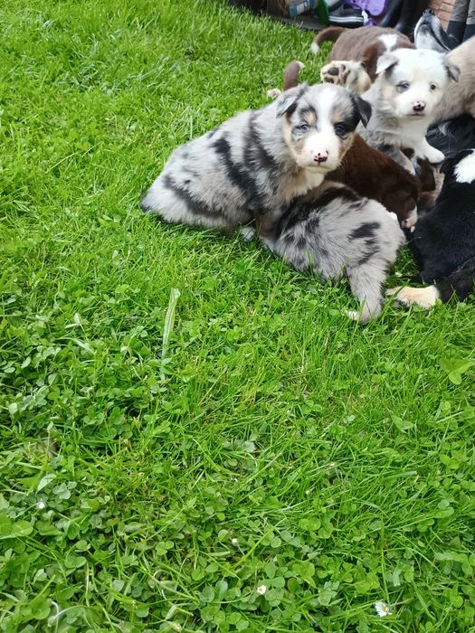Border collie Blue Merle Tri Color,  czekoladowy, niebieskie oczy