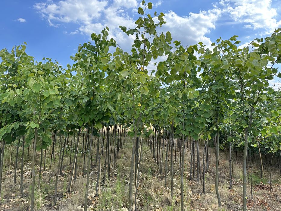 Lipa srebrzysta 16-18cm