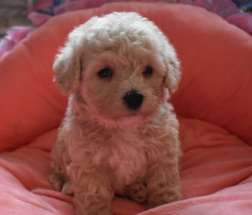 suczka maltipoo badania genetyczne