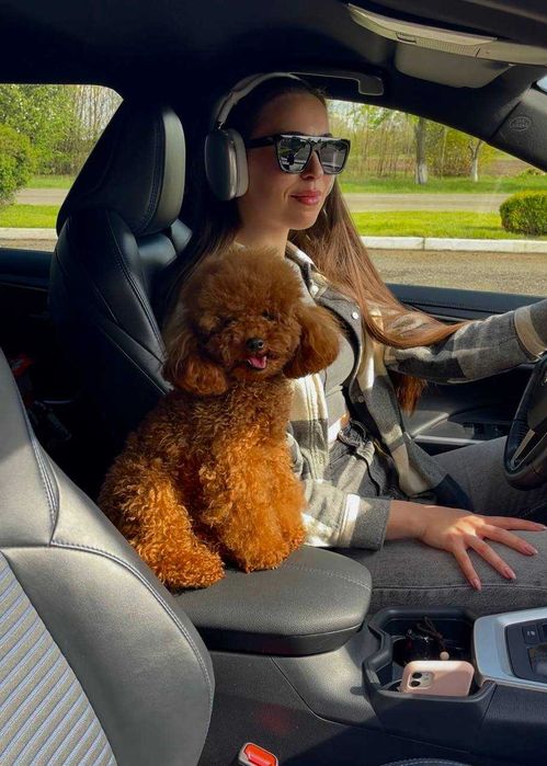 В'язка. Той-пудель. Документи, досвід, тести.