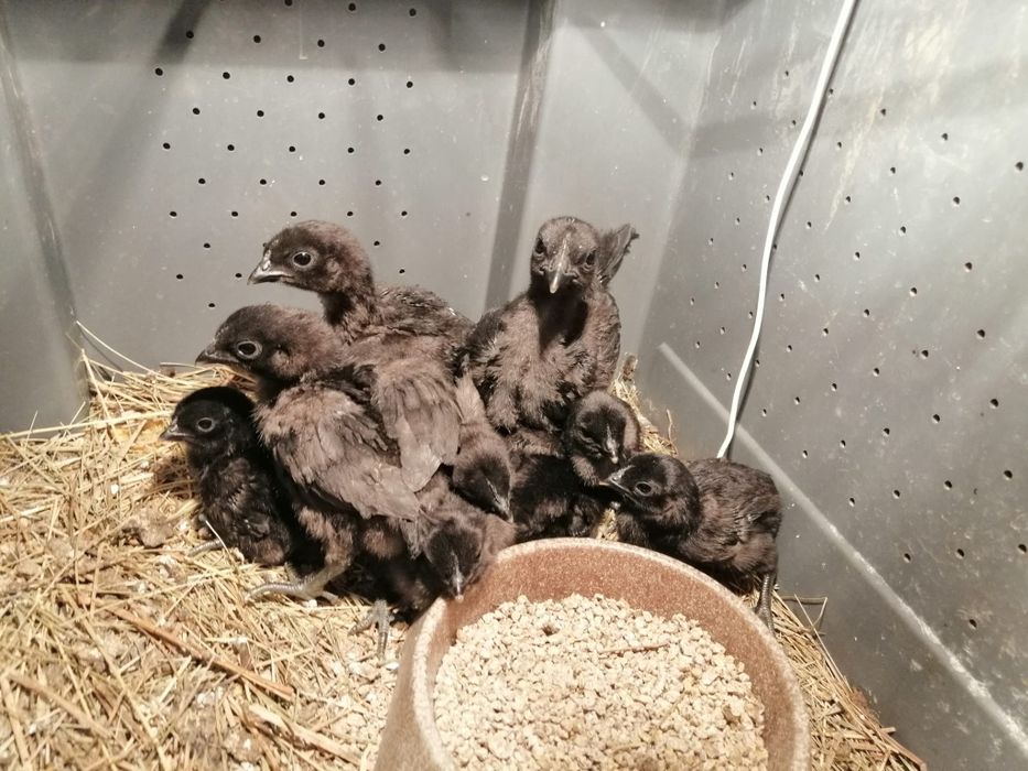 Jaja lęgowe ayam cemani