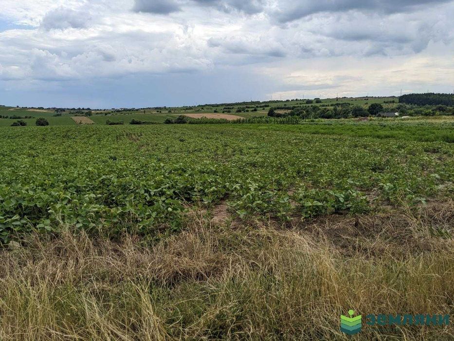 Земля 13 соток в с.Колодіївка,урочище "Нива" під будівництво (5)