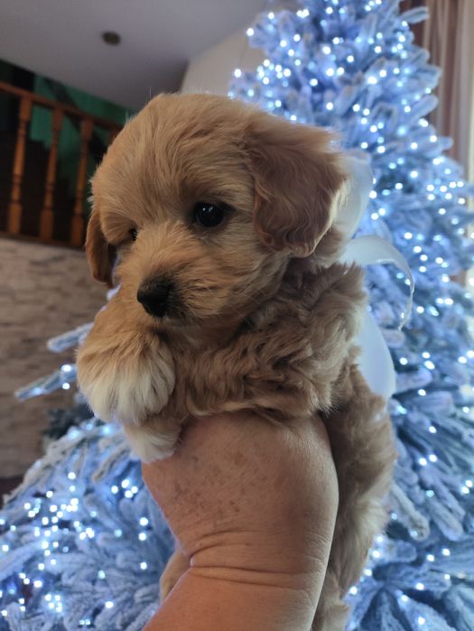 Мальтіпу Ф1 д.н. 11.10.25