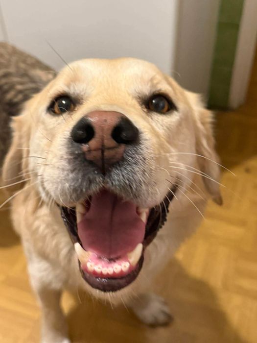 Mini retriever szuka domu – kocha ludzi i ruch