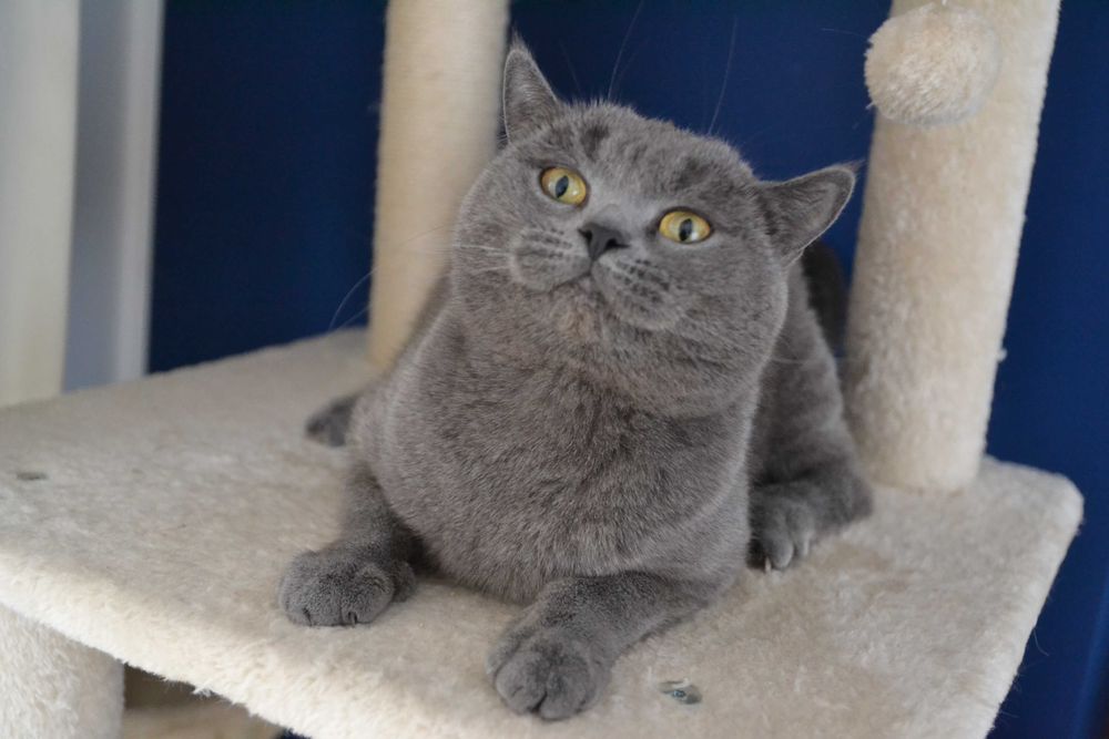 Koteczka szkocka dorosła