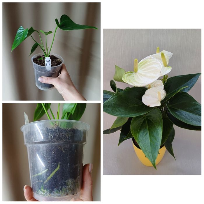 Сортові орхідеї,антуріуми