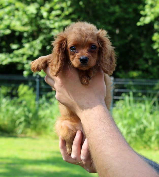 Śliczny piesek cavapoo cavalier king charles spaniel  pudel toy do odbioru