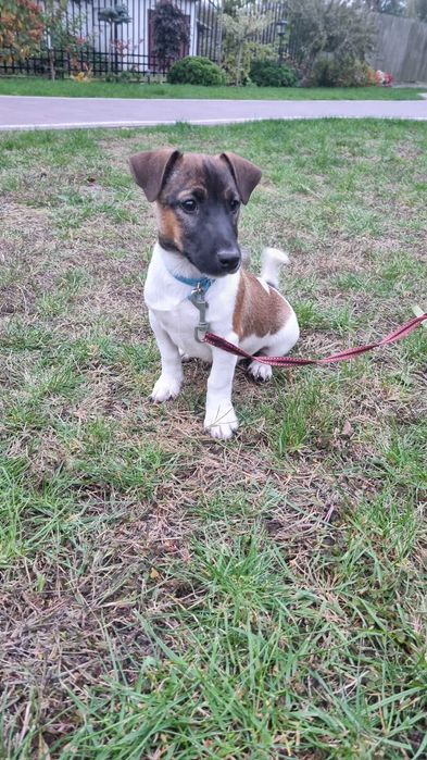 Jack Russell Terrier piesek