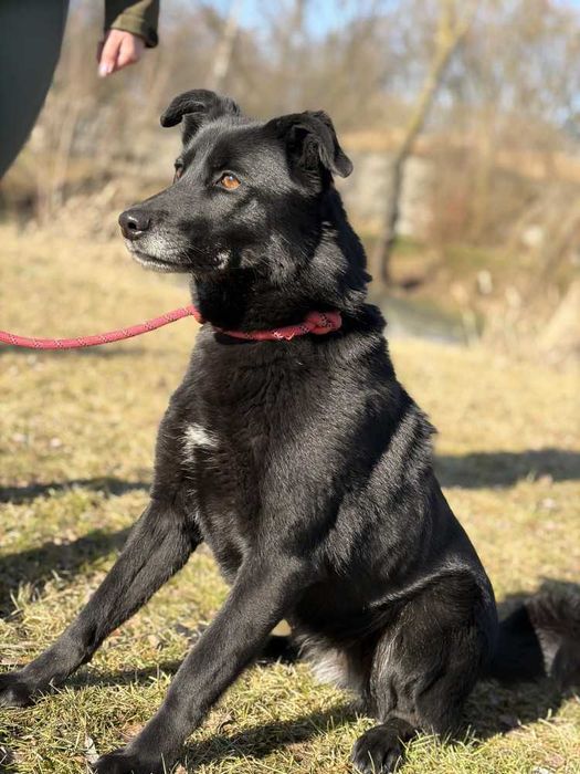 088435 Zuza do adopcji