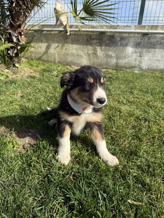 Border Collie Tricolor Linda