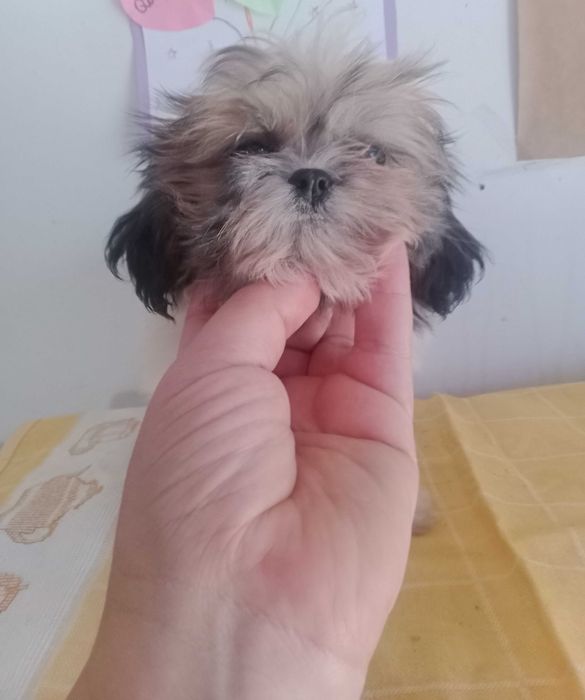 Shih-tzu Fêmea com LOP