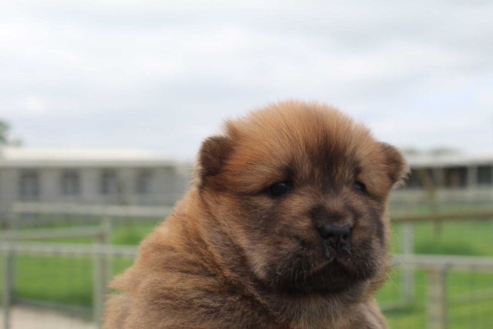 Cachorro Chow-Chow com LOP