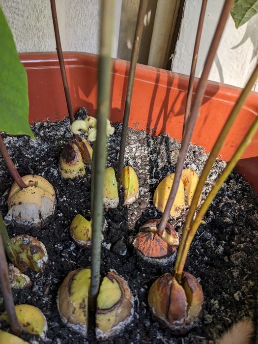 Авокадо кімнатне