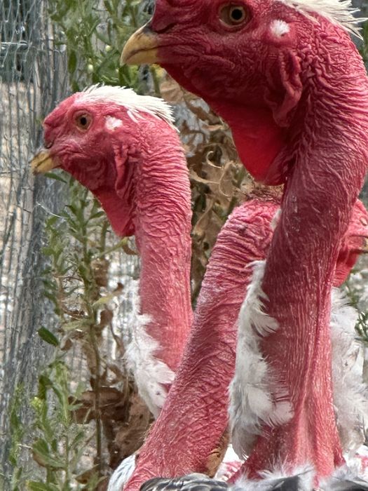 Polaco Gigante Brasileiro