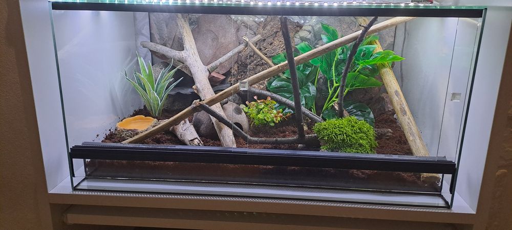 Gekony płaczące terrarium