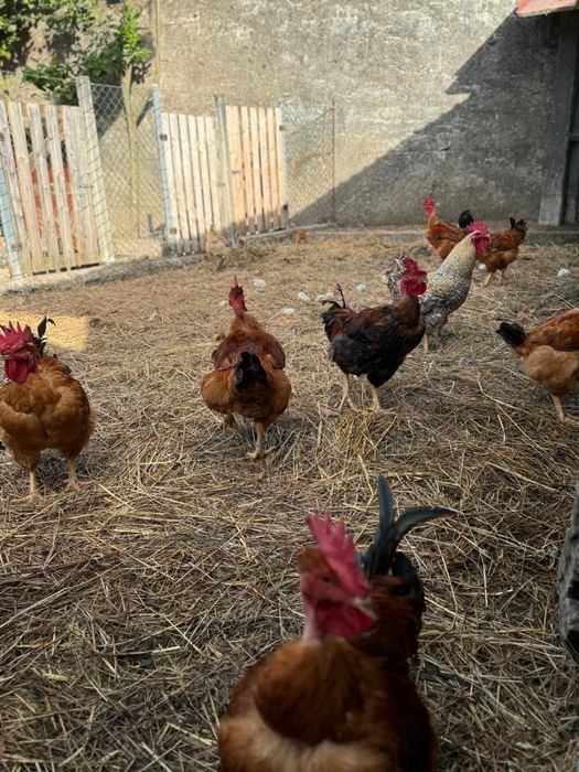 Vendo frangos caseiros