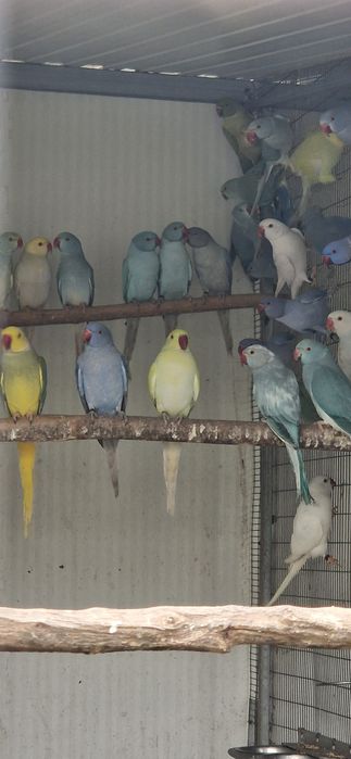 Ring Necks Adultos, 2024 e 2025