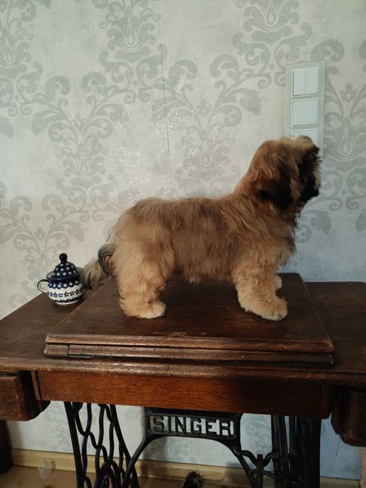 Shih tzu złota suczka z rodowodem