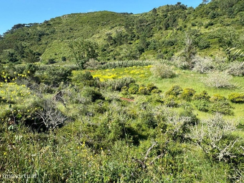 Terreno Rustico com 4250m2, no Carvalhal
