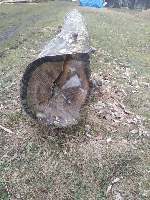 ПРОДАМ ДУБ кругляк