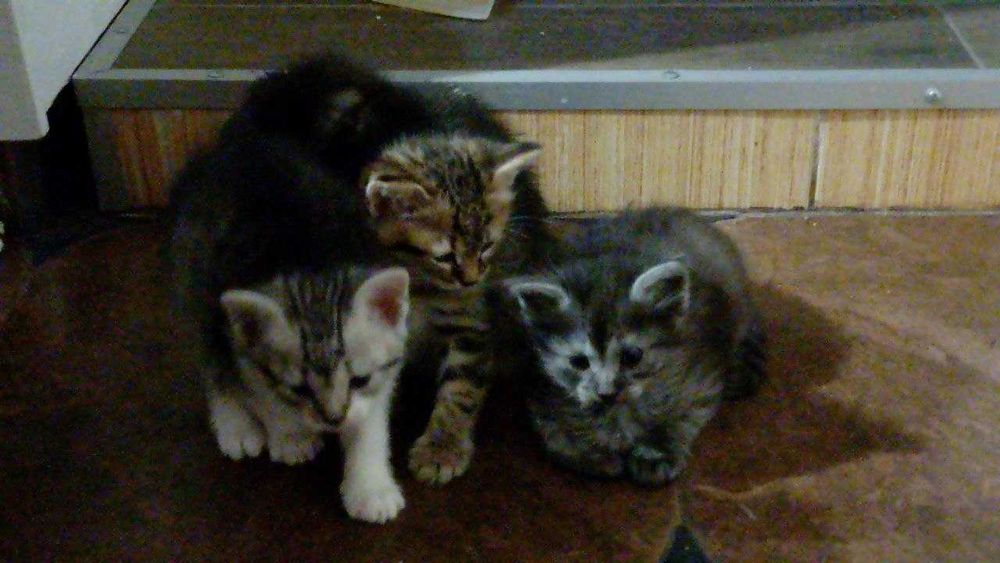 Отдам котят в добрые руки
