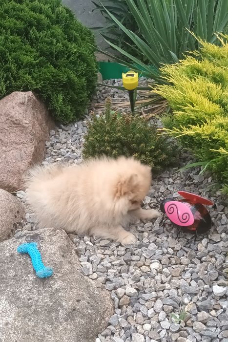 Szpic Pomeranian