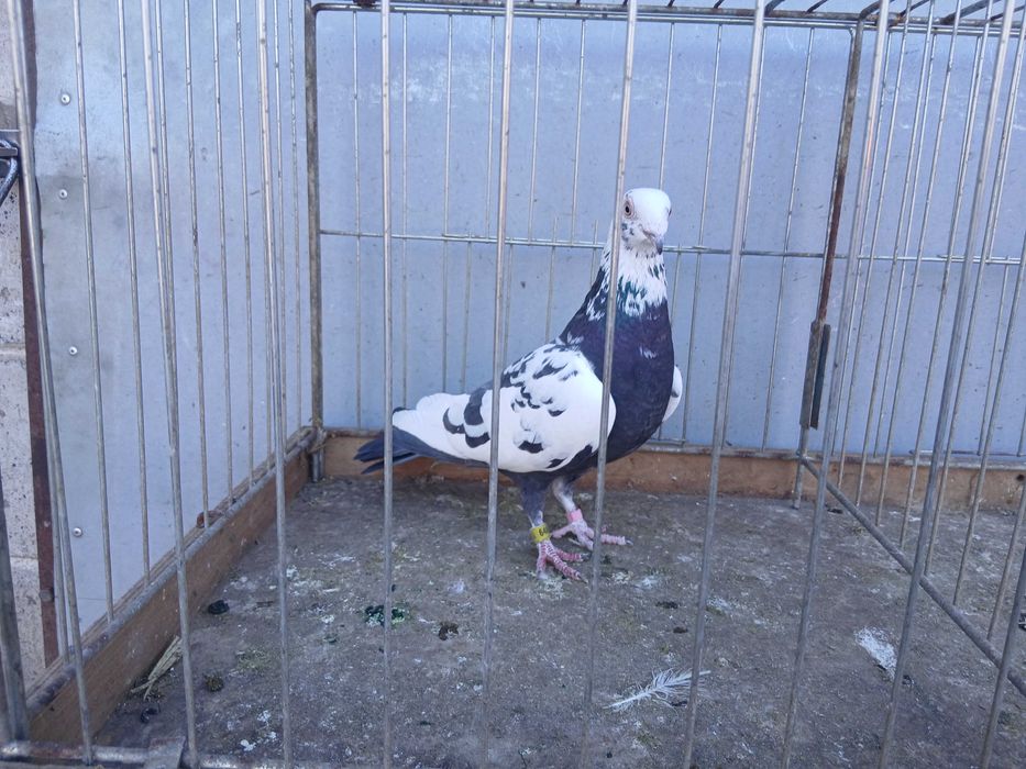 Mulemans tygrys czarny samica 24r. mulemansy tygrysy