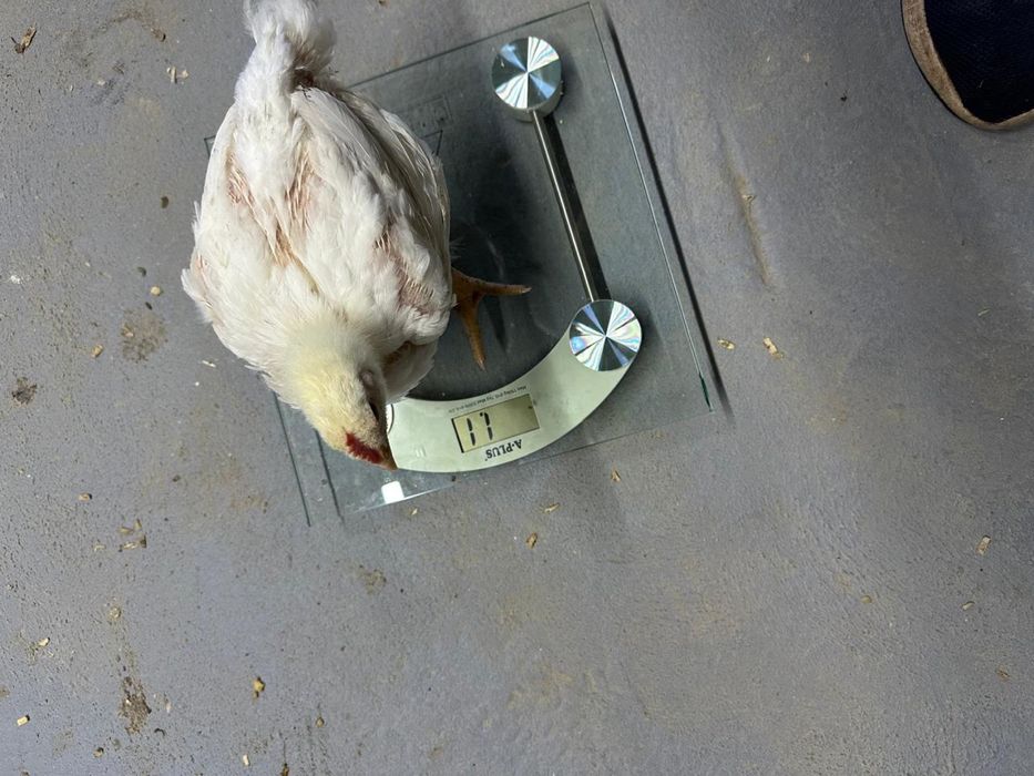 Бройлєр коб 500. На відрощення. 1000-1100грам