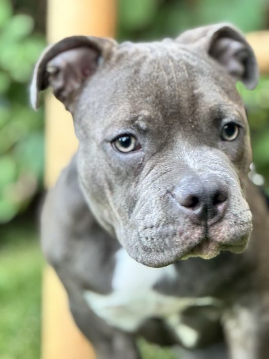 Щенки American Bully Pocket — перспективные малыши от красивой пары