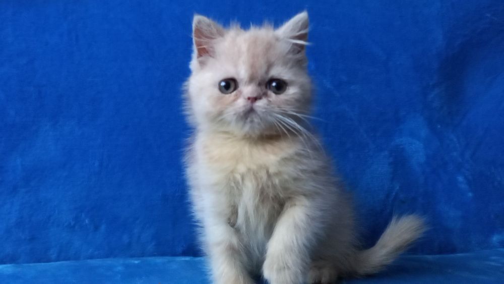 Кремовый мальчик экзот