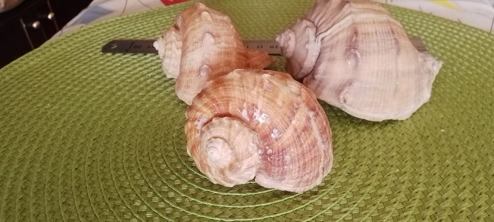 Крупные и поменьше ракушки морские