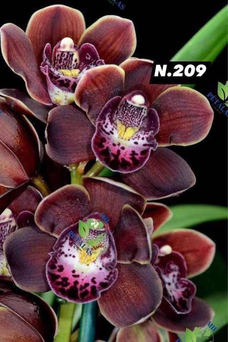 Orquídeas de Coleção a 9,50€ com 3/4 bolbos prontas a florir