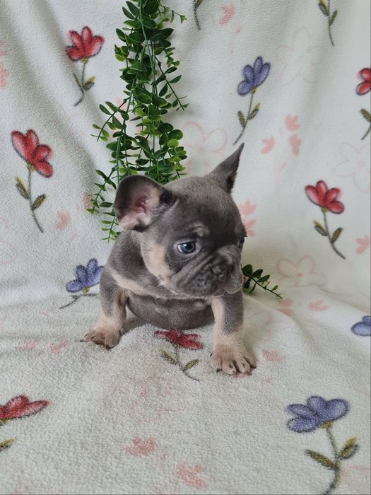 Excelente  blue tan Bulldog/Bouledogue Frances de Qualidade