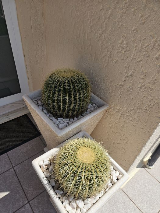 Cactos para Decoração