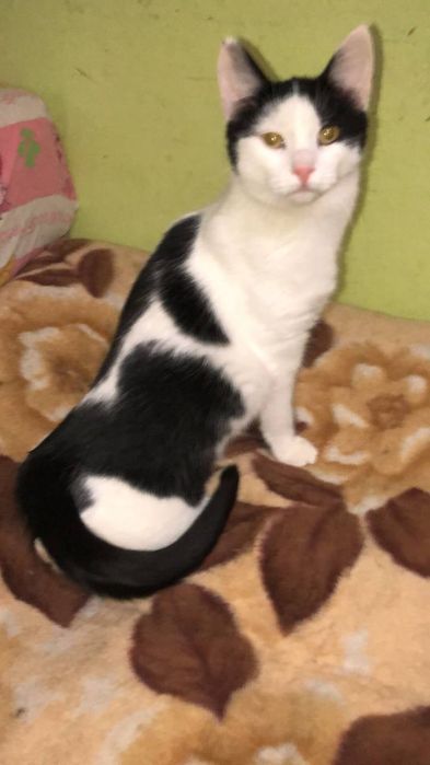 Котик в добрые руки бесплатно