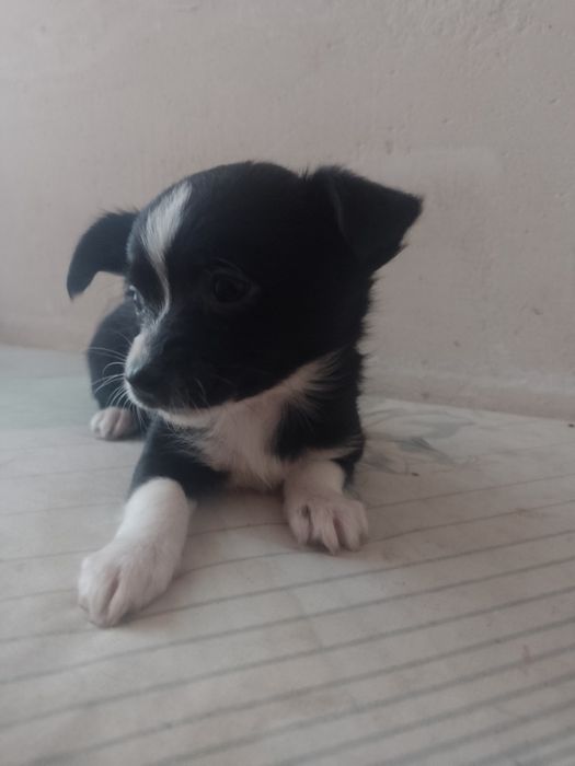 Продам 4 щенят у добрі руки,чихуашки, зовсім маленькі (2 місяці)