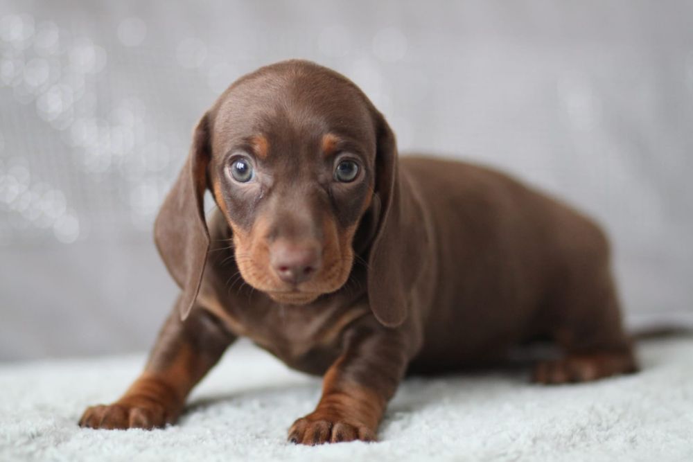 ***Śliczny czekoladowy jamnik**