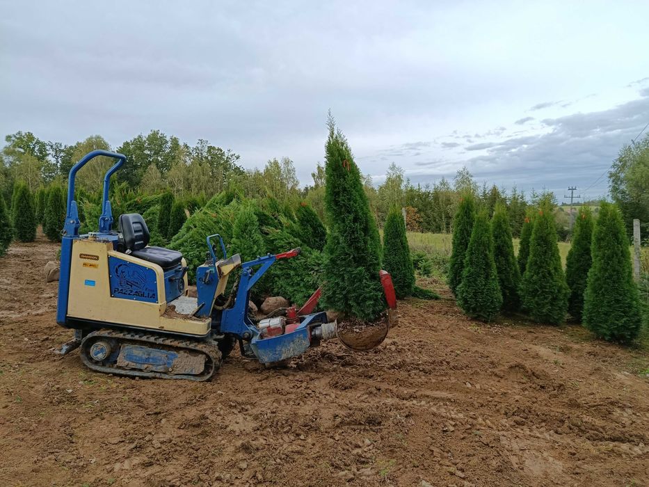 Tuja, tuje szmaragd brabant,kurnik, kolumna, tuje do 300cm, SADZIMY