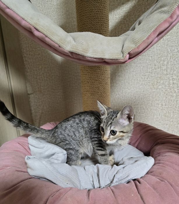 Кошенята Алтайська порода