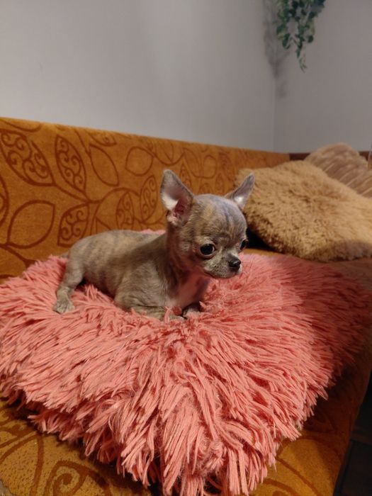 Chihuahua pręgowany błękitno-płowy