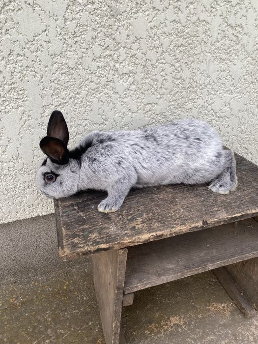 Кролики кролі продам