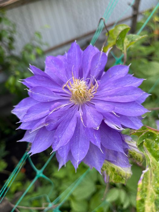 Клематис. Кліматіс.