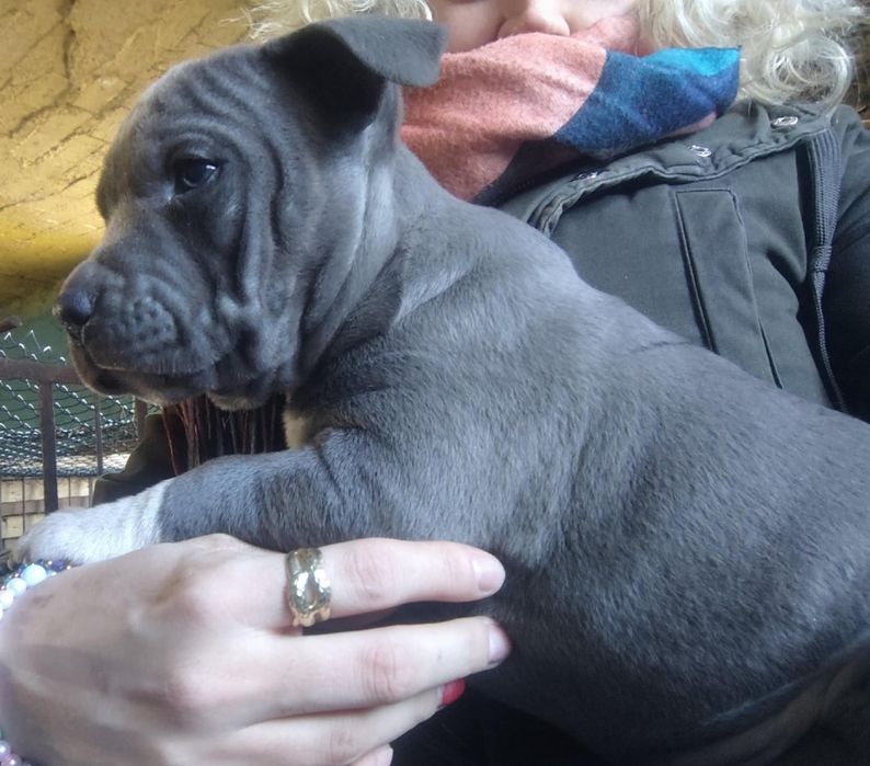 Szczeniak american Staffa terrier