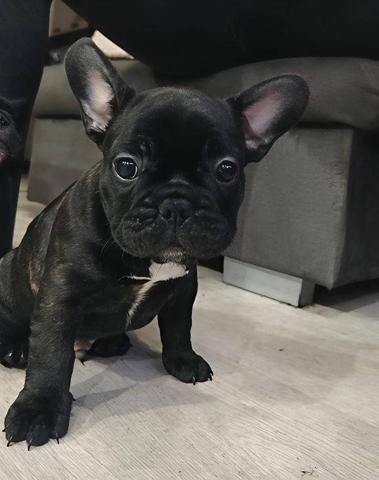 Buldog Francuski Szczeniak Piesek