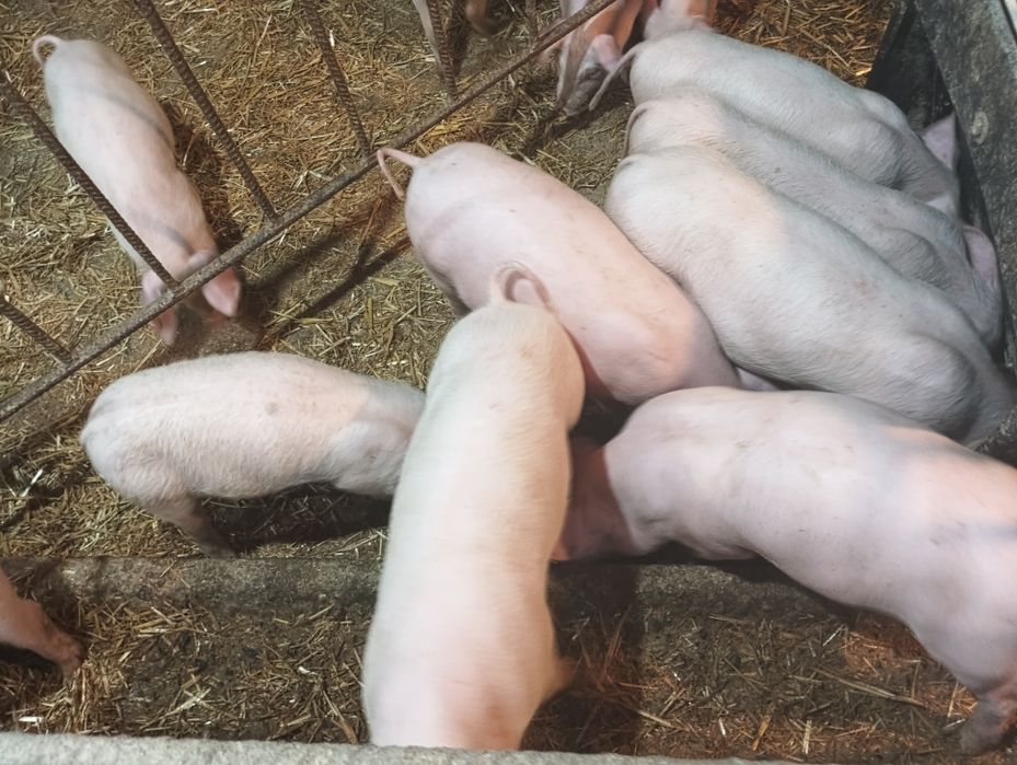 Prosięta rasy mięsnej.