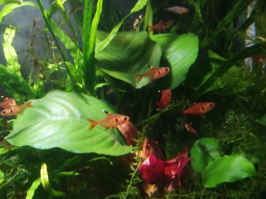 Roślina akwariowa Anubias, anubiasy