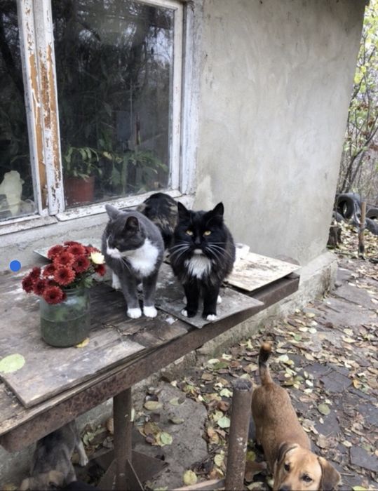 Пропала потерялась кошка