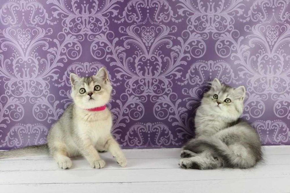 Хлопчики та дівчатка породи