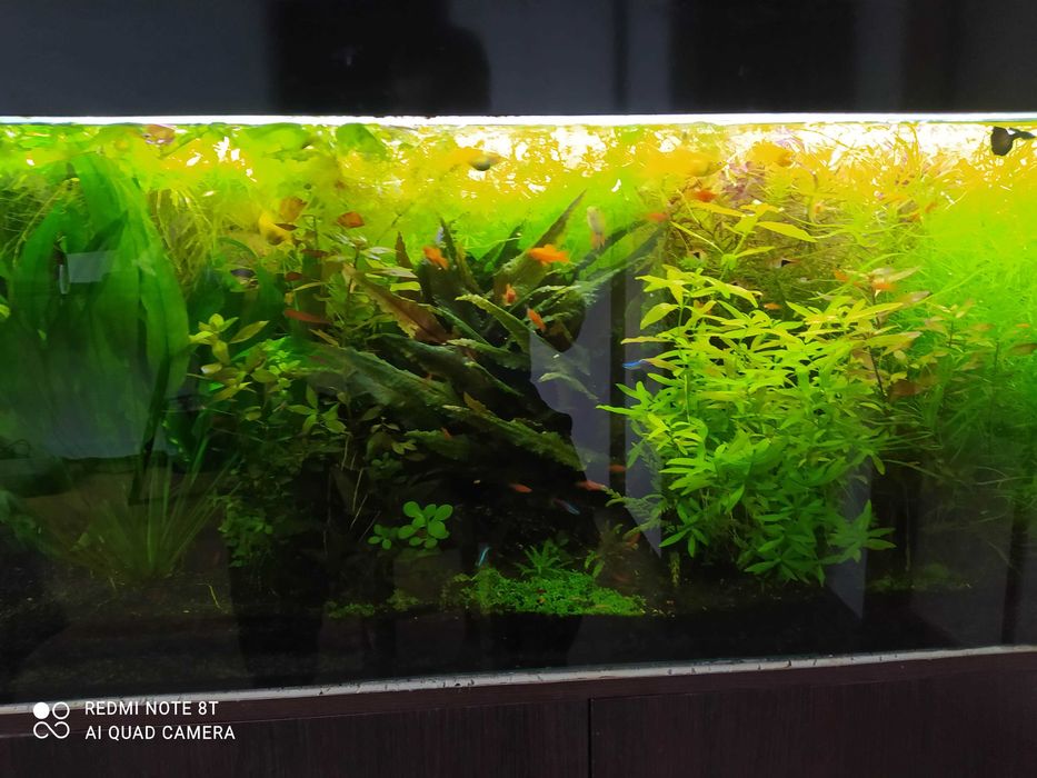 rośliny akwariowe pakiet